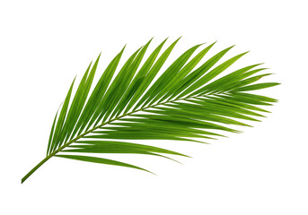 Obraz premium Vibrant green palm frond on transparent background