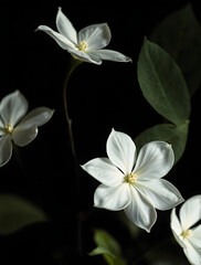 Obraz premium white frangipani flower