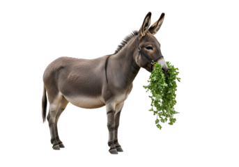 Humorous depiction of a donkey with leafy greens for a nose on a black background