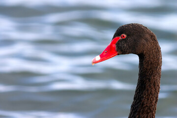 Close-up portrait of a black swan (Cygnus atratus) with bright red beak and red eyes against blurred water background.