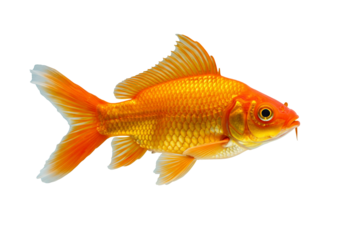 Vibrant orange goldfish isolated on transparent background