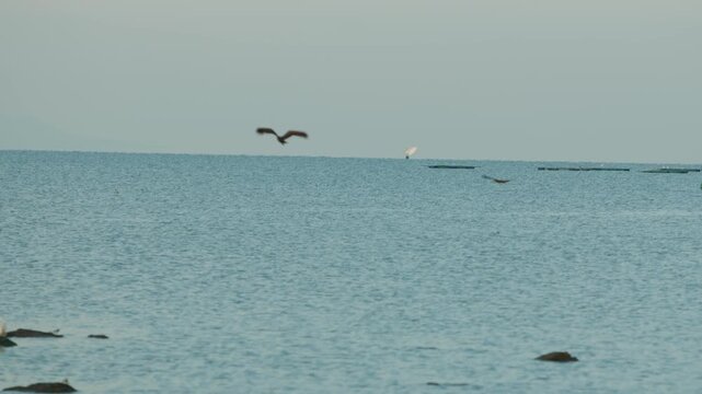 Two hammercops found only in Africa fly over surface of lake Victoria. Panorama of reservoir with rowboats and sailboats with local fishermen