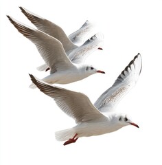 Fototapeta premium Three seagulls in flight against a white background. Their wings are outstretched, and they appear to be soaring. Feathers are light gray and white. Beaks and feet are reddish-orange