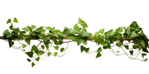 Lush Vine: An intricate network of verdant leaves and delicate vines, a vibrant display of botanical life and natural beauty.