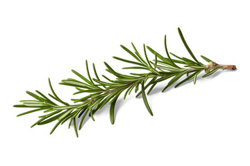 Fototapeta premium Fresh Rosemary Sprig: A close-up shot showcasing a vibrant, fresh sprig of rosemary, its slender needles and aromatic essence beautifully captured.