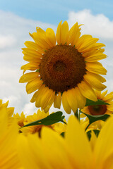 夏の花ひまわり