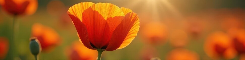 Naklejka premium Close-up of vibrant poppy in sunlight, showcasing delicate petals and textures , sun, flower, stem