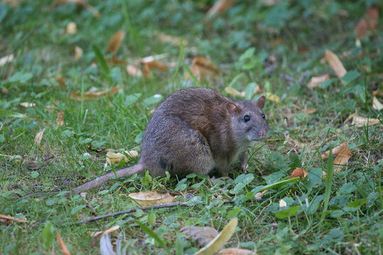 rat in the grass - Powered by Adobe