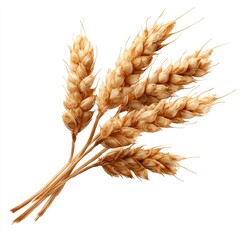 Close-up of wheat ears, light beige, on white background