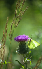 A yellow butterfly sits on a purple flower. The flower is surrounded by other flowers and leaves. The scene is calm and serene. Cabbage sits on a pink thistle