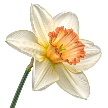 Jetfire Daffodil Bold Golden Yellow Spring Bloom with Striking Flared Orange Trumpet, Distinctive Petals and Playful Vibrant Charm Perfectly Isolated on White Solid Background