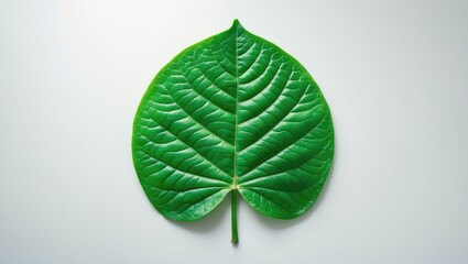 Close-up of a green heart-shaped leaf with detailed veins.