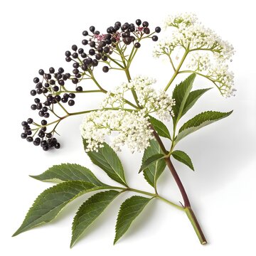Sambucus Ebulus Elderberry Striking Dark Purple-Black Berries with Glossy Juicy Shine on White Background Evoking Wild Freshness Natural Sweetness Rustic Elegance and Premium Seasonal Appeal
