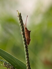 A brown insect with prominent antennae clings vertically to a textured green plant stem in a soft-focus natural outdoor environment.