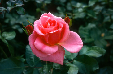 Rose 'Jacqueline Nebout' , rosier