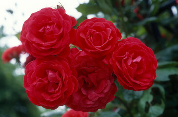 Rose 'Danse des Sylphes' , rosier