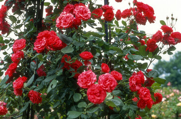 Obraz premium Rose 'Danse des Sylphes' , rosier