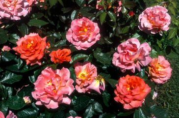 Rose 'Daniel Gelin' , rosier