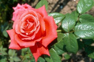 Rose 'Troika' , rosier