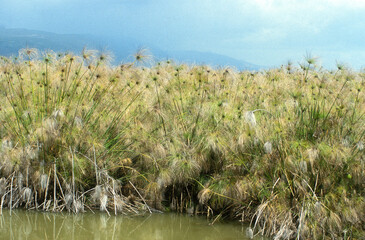 Papyrus, Cyperus papyrus, Lac Naivasha, Kenya