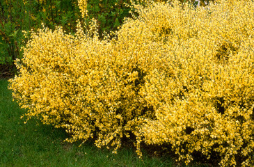 Genét à balais, Cytisus scoparius