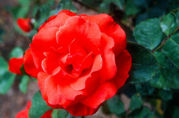 Rose'Tchin Tchin', rosier