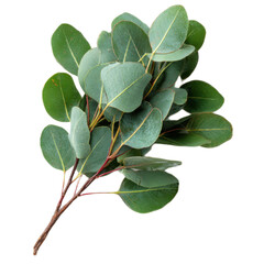 Fototapeta premium Green leafy plant with a few leaves on it