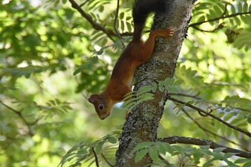 A cute squirrel is coming downwards on a tree trunk in nature in sunny summer day.