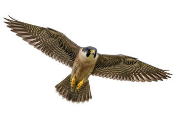 Majestic peregrine falcon soaring in mid-flight against a solid black background