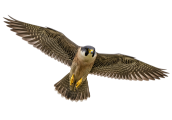 Majestic peregrine falcon soaring in mid-flight against a solid black background