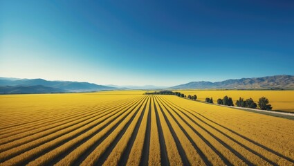 Vast golden agricultural fields under a clear blue sky with mountains in the distance. Rural landscape with cultivated lands and distant hills.