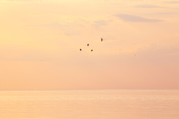 Birds fly in the sky above the Barents Sea.