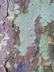 Close-up of the unique mottled bark texture of Platanus hispanica. Natural mosaic pattern, perfect for eco-friendly and urban design concepts