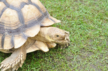 africa tortoise, African spurred tortoise or  Centrochelys sulcata or  Geochelone sulcata or  sulcata tortoise or tortoise
