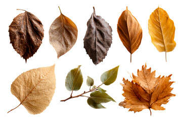 Obraz premium Various leaves in multiple shades and textures