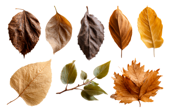 Various leaves in multiple shades and textures