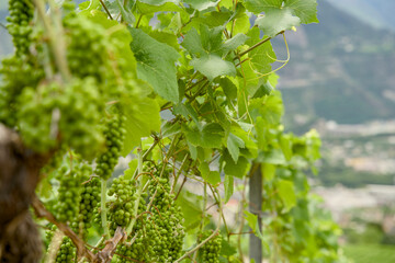 Obraz premium Vineyards in the Rhône Valley on the wine trail form Sierre to Salgesch, Switzerland. View of the wine trail with terraced slopes and grapevines.