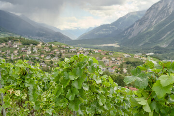Vineyards in the Rhône Valley on the wine trail form Sierre to Salgesch, Switzerland. View of the wine trail with terraced slopes and grapevines.