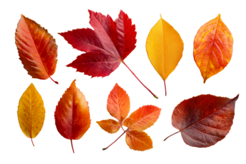 Colorful autumn leaves on clear background