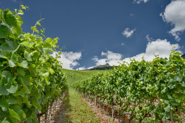 Naklejka premium Vineyards in the Rhône Valley on the wine trail form Sierre to Salgesch, Switzerland. View of the wine trail with terraced slopes and grapevines.