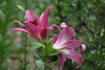 純潔を象徴する花