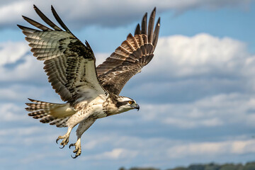 Fototapeta premium Osprey in Flight Against a Cloudy Sky