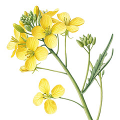 Botanical Illustration of Yellow Mustard Flower, Isolated on Transparent Background, Watercolor Painting, Mustard plant, floral illustration, botanical art