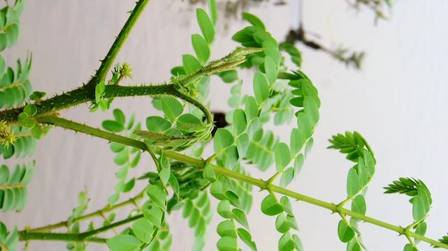 video of grass being moved by the wind in the afternoon on a beach in Aceh, Indonesia