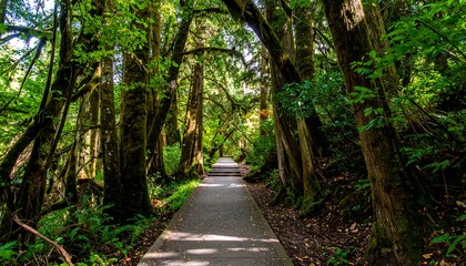 Lush forest path through tall trees