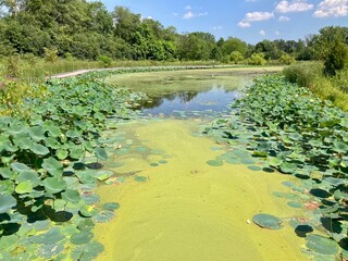 wetland with lily pads