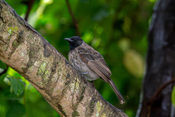 Red-vented bulbul perched on a tree branch, observing its surroundings