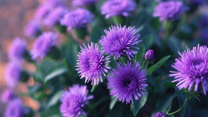 Obraz premium Purple flowers in full bloom, close-up view.