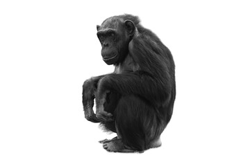 Black-Haired Chimpanzee (Pan troglodytes) on White Background. A detailed portrait of a black-haired chimpanzee (Pan troglodytes) isolated on a clean white background.