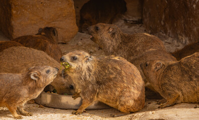 Rock Hyrax Isolated on White Background